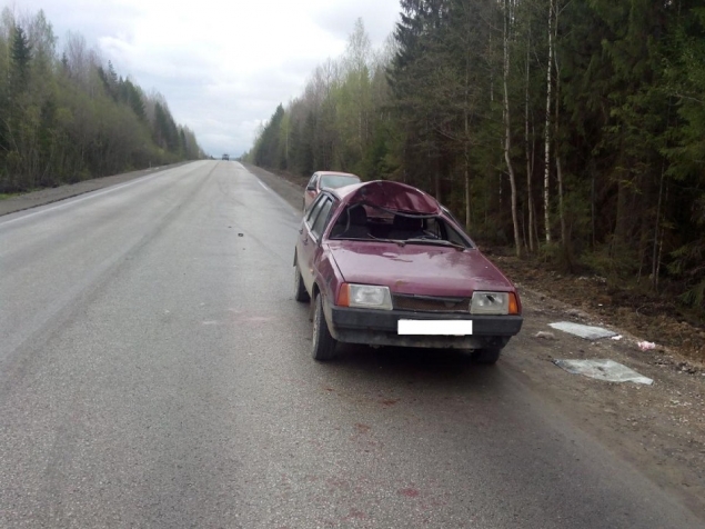 В понедельник утром на автодороге Александровск-Яйва произошло ДТП с лосем