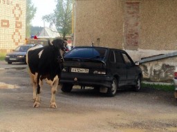 Вечная тема: Коровы в городе