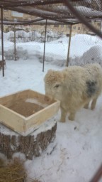 В детском зоопарке натуралистов появился Тянь-Шанский як