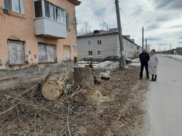 Администрация округа требует подрядчика вывезти остатки спиленных деревьев