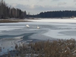 Спасти лебедей